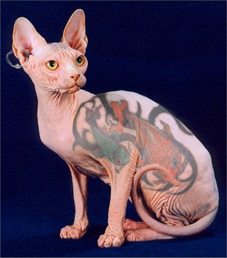 CatTattoo[1].jpg